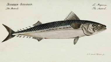 Bir balığın resmi.