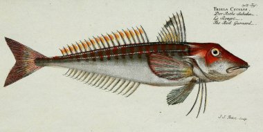 Bir balığın resmi.