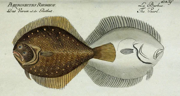 Illustration d'un poisson. — Photo