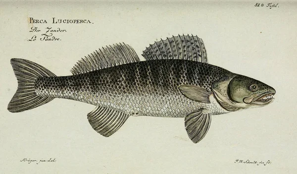 Ilustración de un pez. —  Fotos de Stock