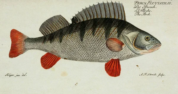 Illustrazione di un pesce. — Foto Stock