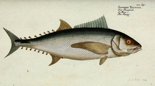 Illustrazione di un pesce. — Foto Stock