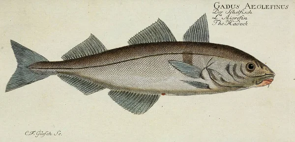 물고기의 삽화. — 스톡 사진