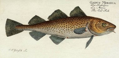 Bir balığın resmi.