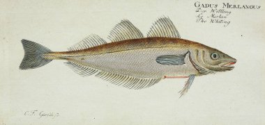 Bir balığın resmi.