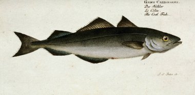 Bir balığın resmi.