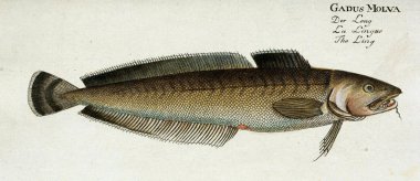 Bir balığın resmi.