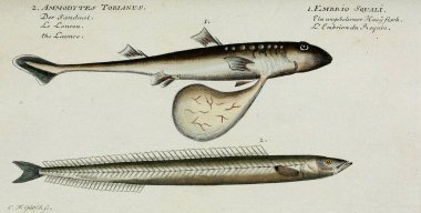 Bir balığın resmi.