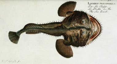 Bir balığın resmi.