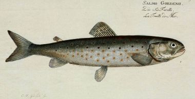 Bir balığın resmi.