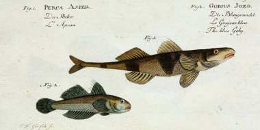 Bir balığın resmi.