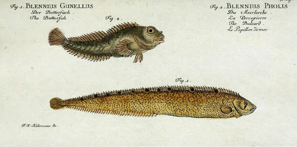Illustration eines Fisches. — Stockfoto