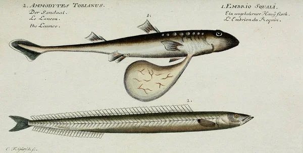 魚のイラストです. — ストック写真