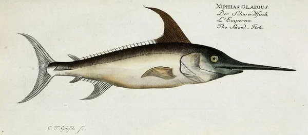 Ilustración de un pez. — Foto de Stock