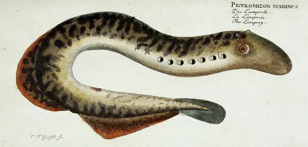 Illustration of a fish. — Stock Photo, Image