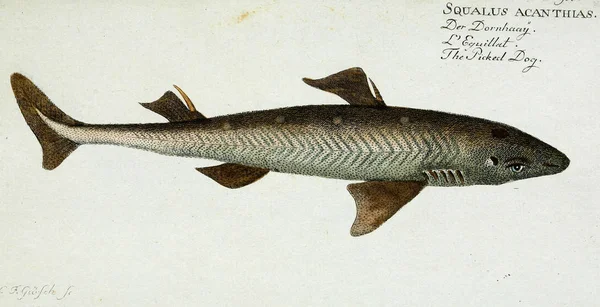 Απεικόνιση ενός ψαριού. — Φωτογραφία Αρχείου