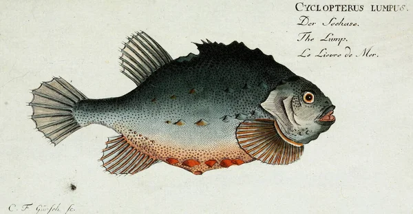 Illustration d'un poisson. — Photo