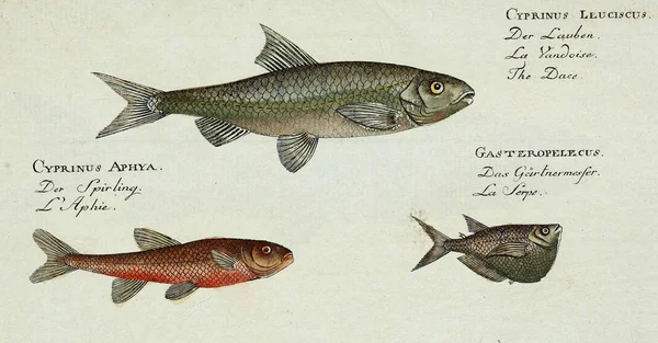 Απεικόνιση ενός ψαριού. — Φωτογραφία Αρχείου