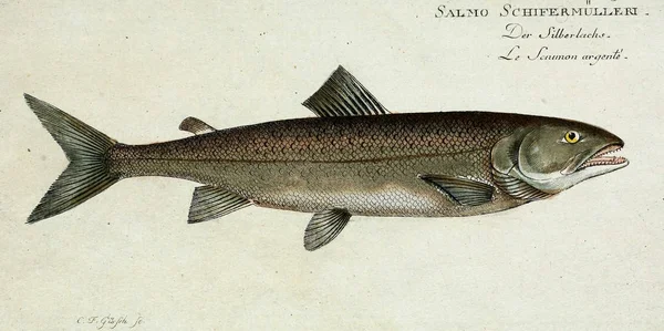 Ilustração de um peixe. — Fotografia de Stock