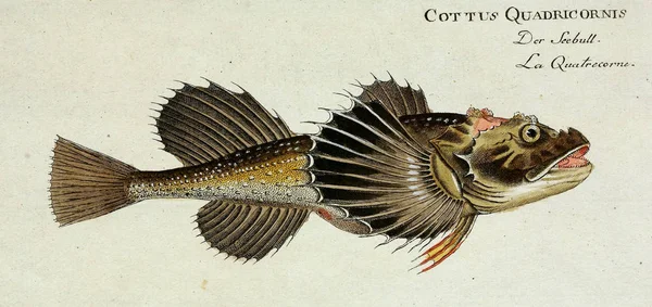 Illustration eines Fisches. — Stockfoto