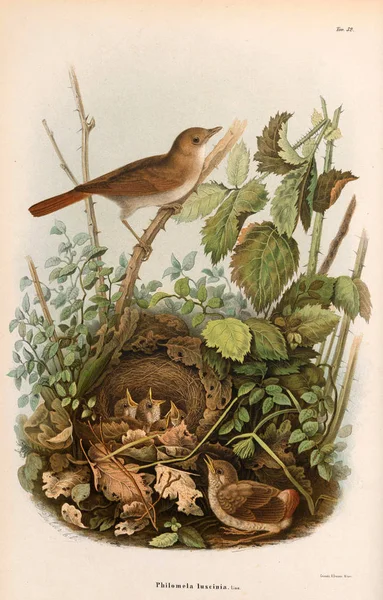 Illustration of birds. — Stock Photo, Image