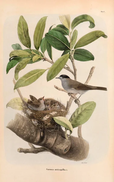 Ilustração das aves . — Fotografia de Stock