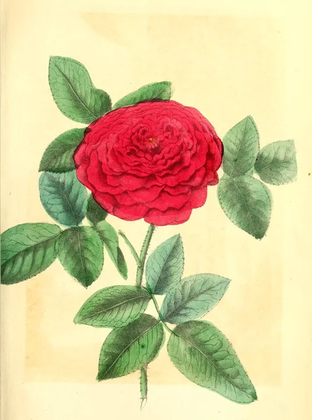 Illustration of rose flower. — Stock Photo, Image