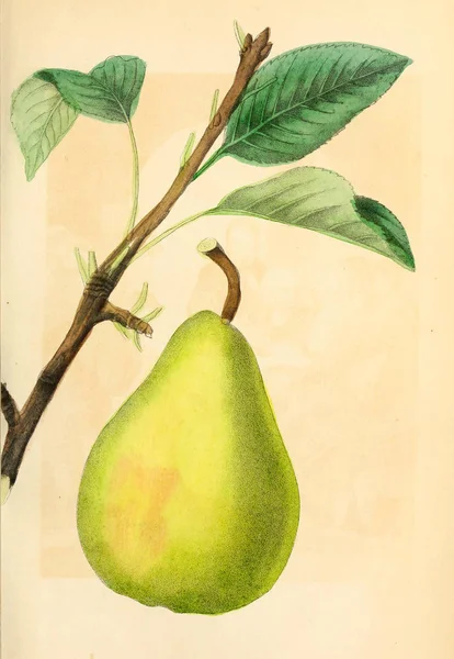 Abbildung einer Birne. — Stockfoto