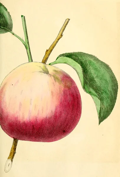 Illustration eines Apfels. — Stockfoto