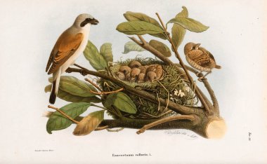 Illustration of birds. clipart