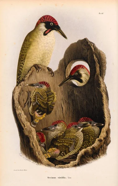 Ilustracja ptaków. — Zdjęcie stockowe