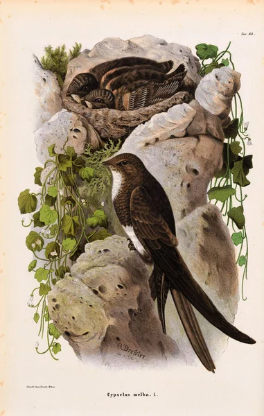 Ilustracja ptaków. — Zdjęcie stockowe