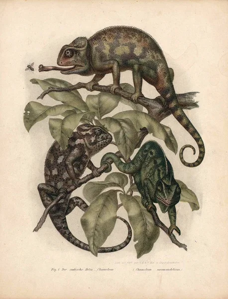 Ilustração do camaleão . — Fotografia de Stock