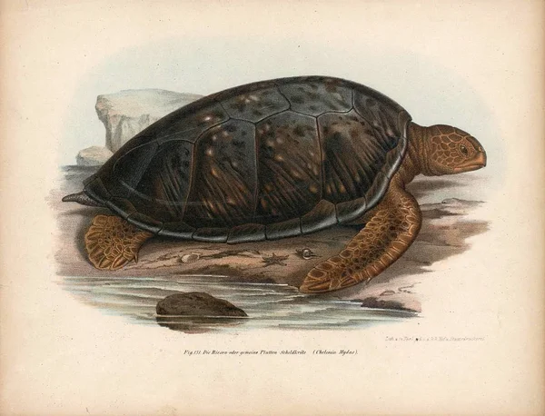Απεικόνιση μιας χελώνας. — Φωτογραφία Αρχείου