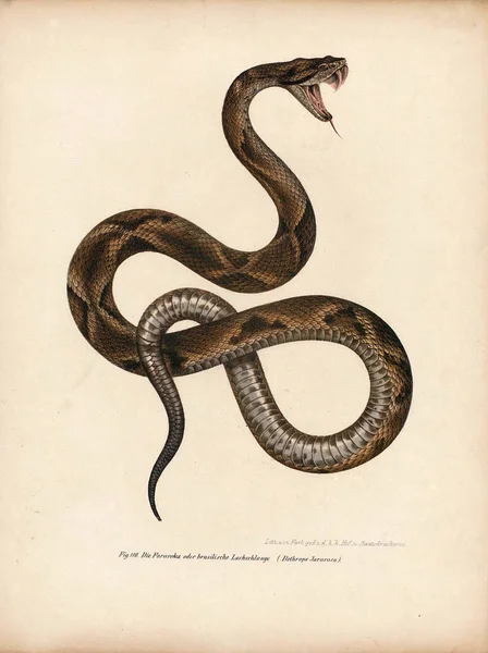 Illustratie van een slang. — Stockfoto