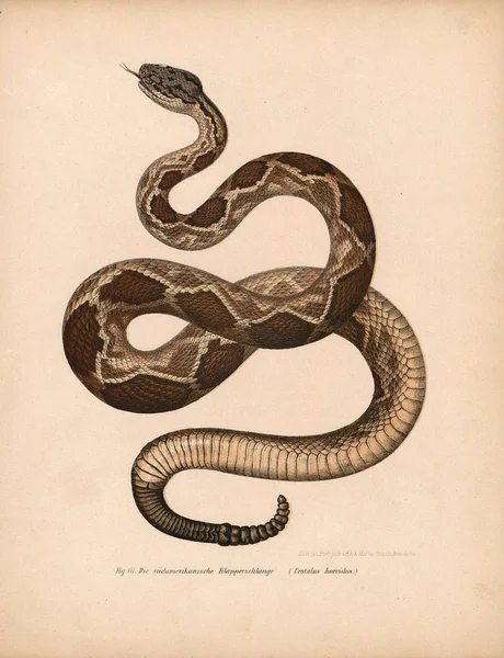 Ilustración de una serpiente . — Foto de Stock