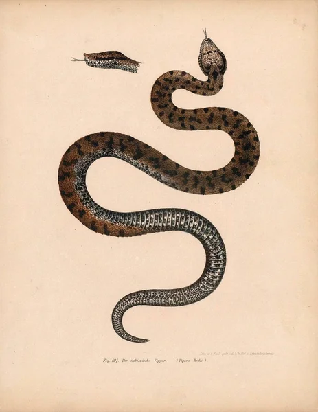 Ilustrația unui șarpe . — Fotografie, imagine de stoc