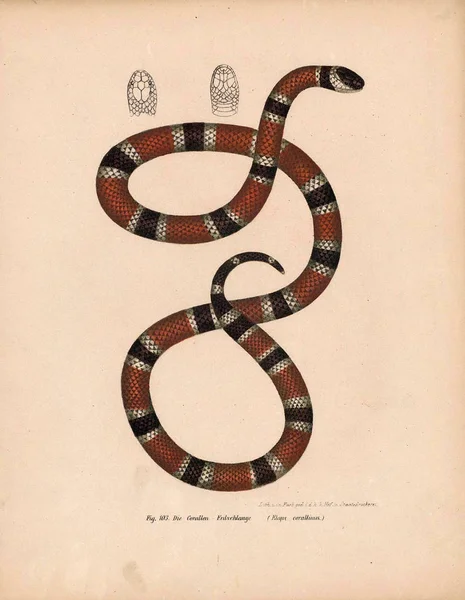 Ilustración de una serpiente . — Foto de Stock