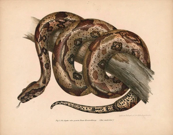 Illustrazione di un serpente . — Foto Stock