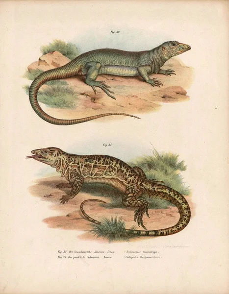 Ilustración de lagartos . — Foto de Stock