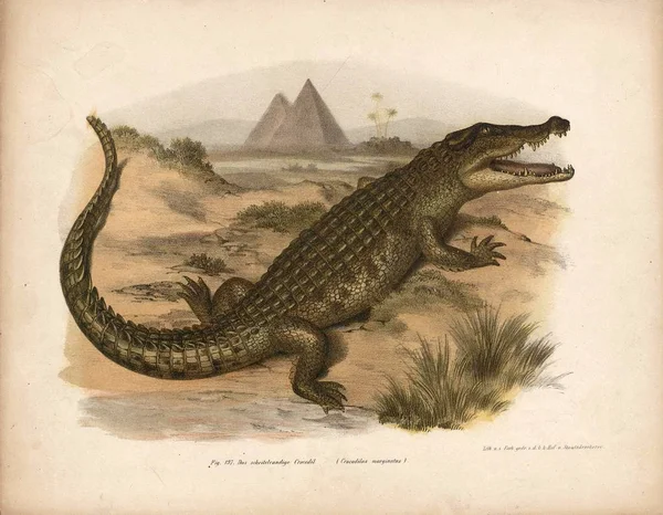 Illustration d'un crocodile . — Photo