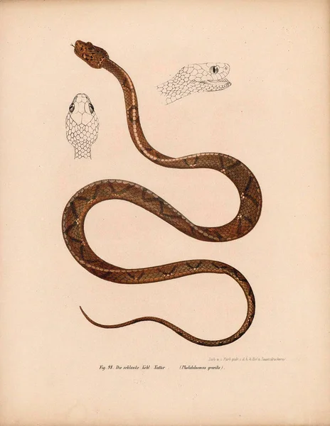 Illustration av en orm. — Stockfoto