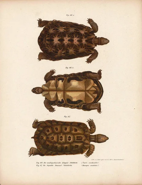 Illustration d'une tortue. — Photo