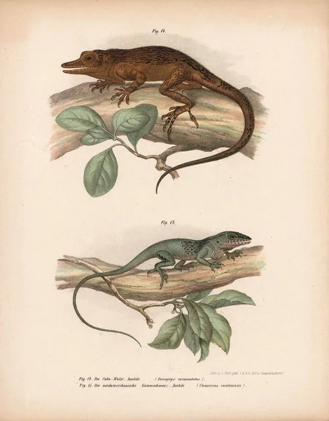 Illustration de lézards . — Photo