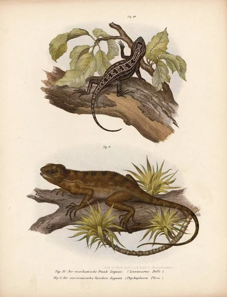 Ilustração de lagartos . — Fotografia de Stock
