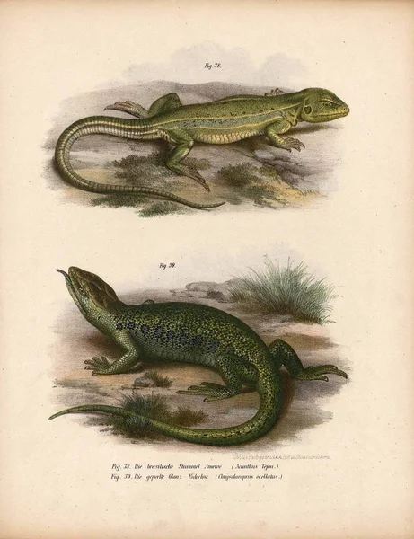 Illustration de lézards . — Photo