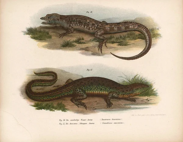 Ilustración de lagartos . — Foto de Stock