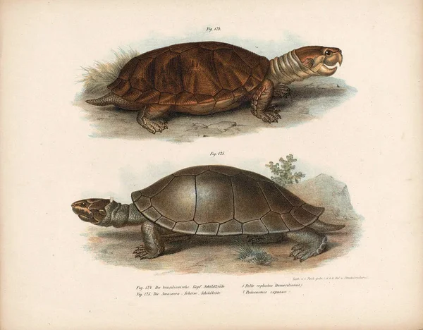 Illustrazione di una tartaruga. — Foto Stock