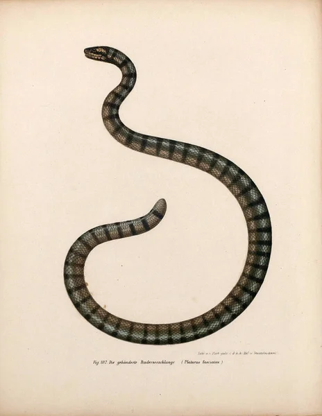 Illustrasjon av en slange . – stockfoto