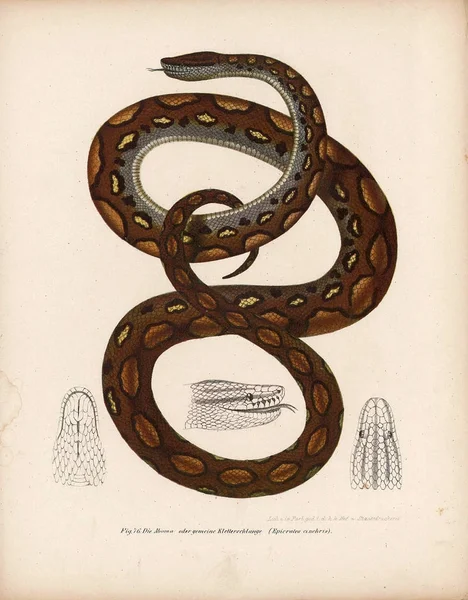 Ilustración de una serpiente . — Foto de Stock